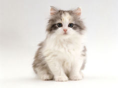 8 week chinchilla cross silver tortoiseshell kitten