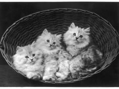 adorable chinchilla kittens sit together in an up turned basket