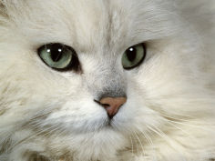 cat chinchilla persian portrait