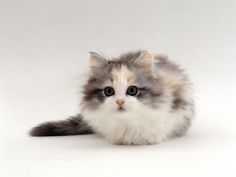 chinchilla cross kitten