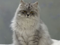 domestic cat chinchilla persian