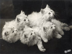 five adorable white fluffy chinchilla kittens lying in a heap