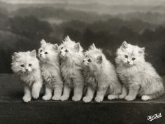 row of five adorable white fluffy chinchilla kittens