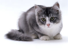 silver bicolour chinchilla cross