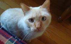 flame point siamese colorpoint shorthair