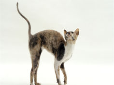 blue cream cornish rex female arches her back