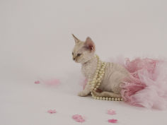 cat devon rex background