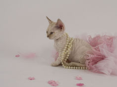 cat wallpaper devon rex