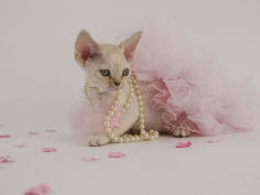 devon rex 10