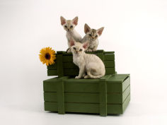 devon rex 11