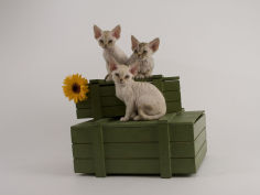 devon rex 12