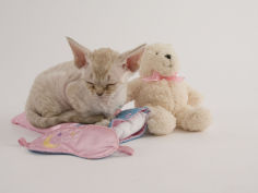 devon rex 13