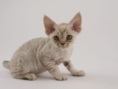 devon rex 14