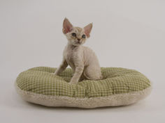 devon rex 15