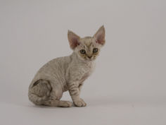 devon rex 16