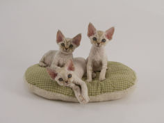 devon rex 17