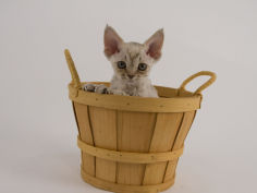 devon rex 18