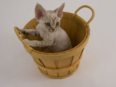 devon rex 19