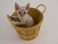 devon rex 20