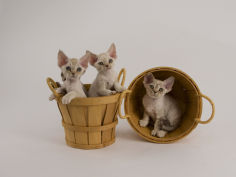 devon rex 21