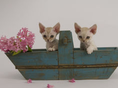 devon rex 22