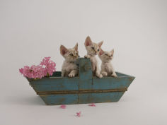 devon rex 23