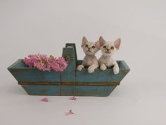 devon rex 24
