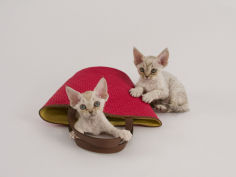 devon rex 25
