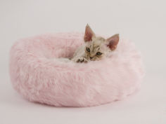 devon rex 26