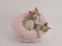 devon rex 27