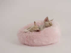 devon rex 28