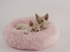 devon rex 29