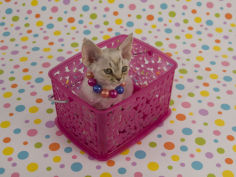devon rex 30