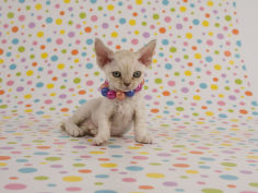devon rex 31