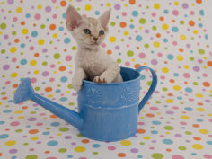 devon rex 32