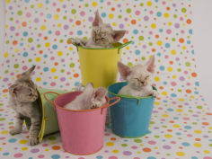 devon rex 33