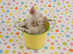 devon rex 34