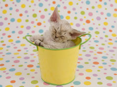 devon rex 35