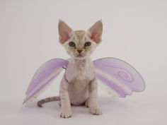 devon rex 36