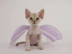 devon rex 37