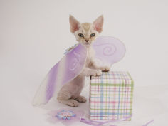 devon rex 38