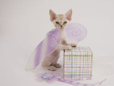 devon rex 39