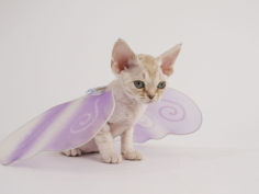 devon rex 40
