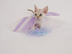devon rex 41