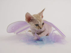 devon rex 42