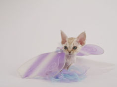 devon rex 43
