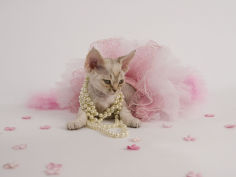 devon rex 44