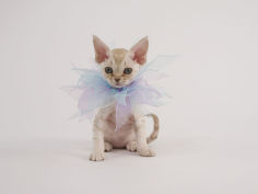 devon rex 45