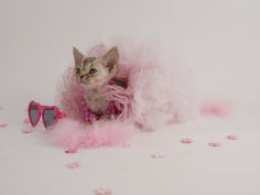 devon rex 46