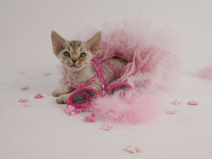 devon rex 47